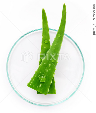 Close up aloe vera with water drops isolated on white background. 97959300