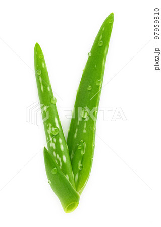 Close up aloe vera with water drops isolated on white background. Close up aloe vera with water drops isolated on white background. 97959310