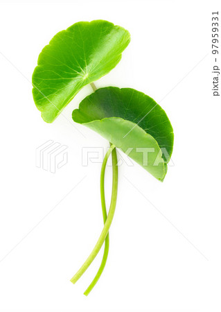 Close up centella asiatica leaves with rain drop isolated on white background top view. 97959331