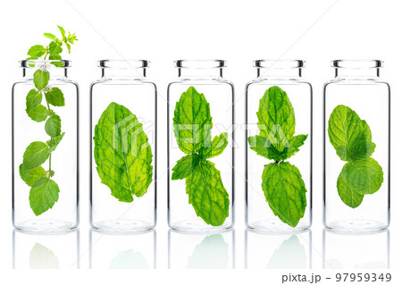 Bottles of essential oil with mint isolated on white background. 97959349