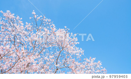桜と青空 桜と青空 97959403