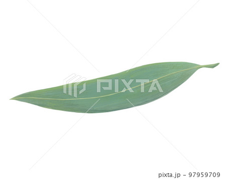 きれいな笹の葉のリアルな水彩イラスト きれいな笹の葉のリアルな水彩イラスト 97959709