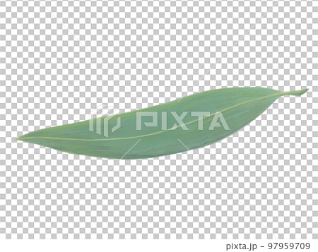 きれいな笹の葉のリアルな水彩イラスト きれいな笹の葉のリアルな水彩イラスト 97959709