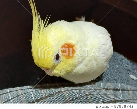 ひざの上でくつろぐオカメインコ 97959743