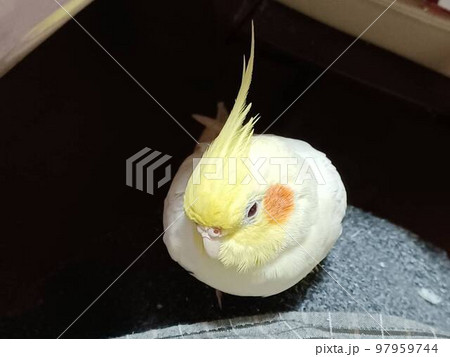 ひざの上でくつろぐオカメインコ 97959744