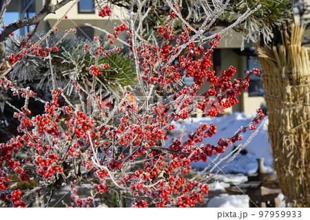 冬の寒い朝 ウメモドキ 97959933