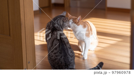 仲がいい二匹の猫 97960978