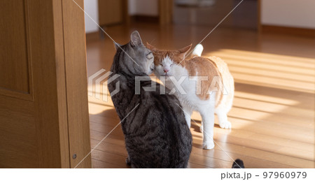 仲がいい二匹の猫 97960979