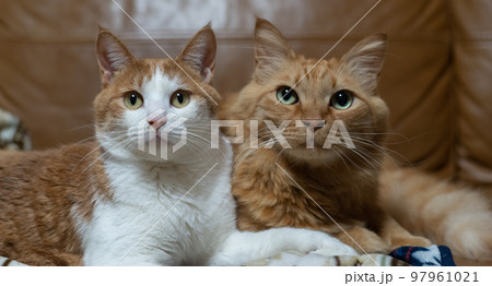 くつろぐ二匹の猫 97961021