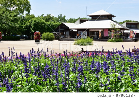 神奈川県立相模原公園 カフェ・売店と花いっぱいの花壇 神奈川県立相模原公園 カフェ・売店と花いっぱいの花壇 97961237