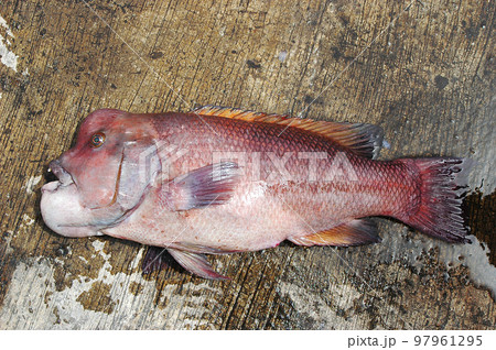 コブダイ釣りたて 97961295