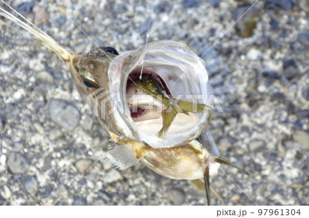 アジを丸呑みするマトウダイ 97961304