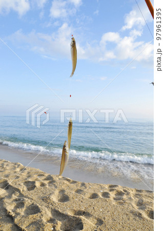 キスの釣果 97961395