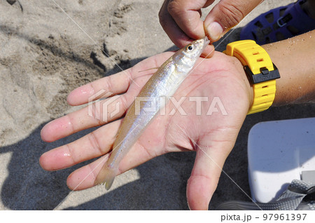 手のひらのしろぎす 手のひらのしろぎす 97961397