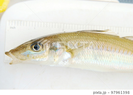 シロギスの顔 シロギスの顔 97961398