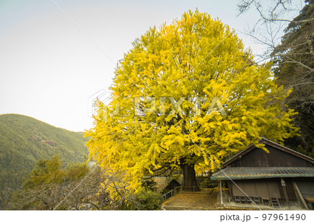 福定の大銀杏 和歌山県田辺市 熊野古道中辺路 福定の大銀杏 和歌山県田辺市 熊野古道中辺路 97961490