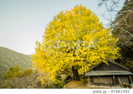 福定の大銀杏 和歌山県田辺市 熊野古道中辺路 福定の大銀杏 和歌山県田辺市 熊野古道中辺路 97961492