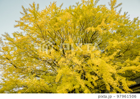 福定の大銀杏 和歌山県田辺市 熊野古道中辺路 福定の大銀杏 和歌山県田辺市 熊野古道中辺路 97961506