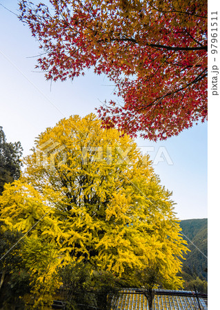 福定の大銀杏　和歌山県田辺市　熊野古道中辺路　 97961511