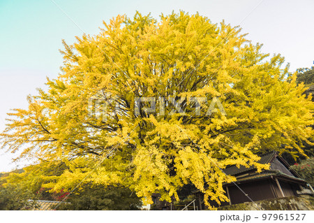 福定の大銀杏 和歌山県田辺市 熊野古道中辺路 福定の大銀杏 和歌山県田辺市 熊野古道中辺路 97961527