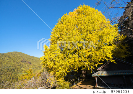 福定の大銀杏　和歌山県田辺市　熊野古道中辺路　 97961553