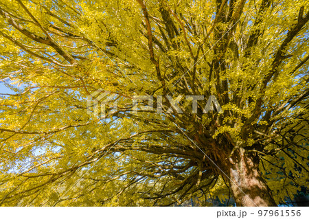 福定の大銀杏　和歌山県田辺市　熊野古道中辺路　 97961556