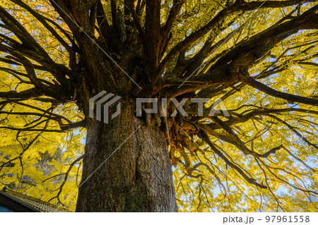 福定の大銀杏 和歌山県田辺市 熊野古道中辺路 福定の大銀杏 和歌山県田辺市 熊野古道中辺路 97961558