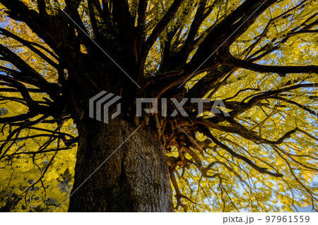 福定の大銀杏　和歌山県田辺市　熊野古道中辺路　 97961559