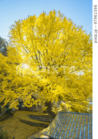 福定の大銀杏　和歌山県田辺市　熊野古道中辺路　 97961566