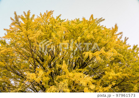 福定の大銀杏　和歌山県田辺市　熊野古道中辺路　 97961573