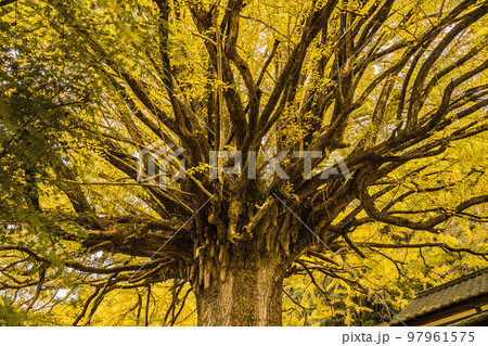 福定の大銀杏 和歌山県田辺市 熊野古道中辺路 福定の大銀杏 和歌山県田辺市 熊野古道中辺路 97961575