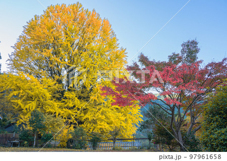福定の大銀杏　和歌山県田辺市　熊野古道中辺路 97961658