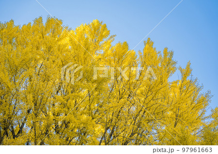 福定の大銀杏　和歌山県田辺市　熊野古道中辺路 97961663