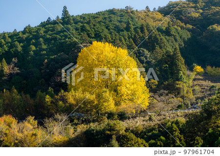 福定の大銀杏 和歌山県田辺市 熊野古道中辺路 福定の大銀杏 和歌山県田辺市 熊野古道中辺路 97961704