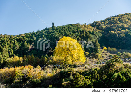 福定の大銀杏 和歌山県田辺市 熊野古道中辺路 福定の大銀杏 和歌山県田辺市 熊野古道中辺路 97961705