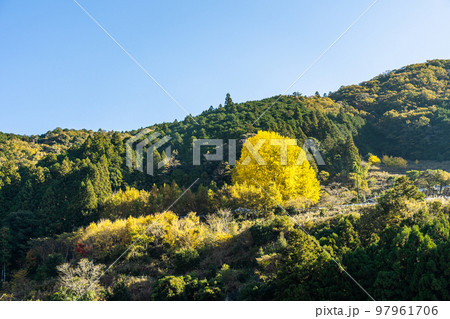 福定の大銀杏　和歌山県田辺市　熊野古道中辺路 97961706
