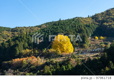 福定の大銀杏　和歌山県田辺市　熊野古道中辺路 97961718