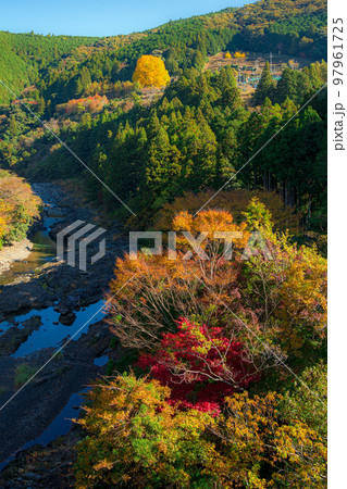 福定の大銀杏 和歌山県田辺市 熊野古道中辺路 福定の大銀杏 和歌山県田辺市 熊野古道中辺路 97961725