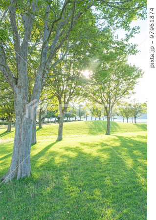 公園の朝　木陰　新緑　エコイメージ 97961874