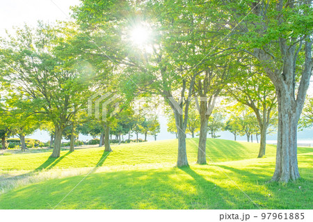 公園の朝 木陰 新緑 エコイメージ 公園の朝 木陰 新緑 エコイメージ 97961885
