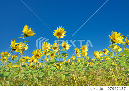 【向日葵畑】 97962127