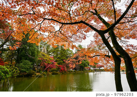 晩秋の兼六園の紅葉 97962203