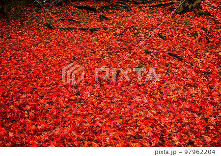 晩秋の兼六園の紅葉 晩秋の兼六園の紅葉 97962204