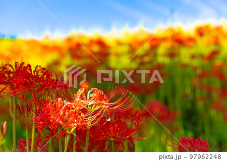 一言主神社周辺に群生する彼岸花 一言主神社周辺に群生する彼岸花 97962248
