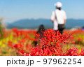 九品寺の周辺に群生する彼岸花 97962254