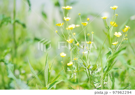 晴れの日の草原 オールドレンズ 晴れの日の草原 オールドレンズ 97962294