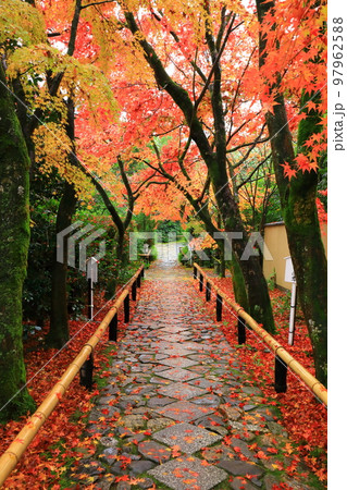 京都 光悦寺の紅葉 京都 光悦寺の紅葉 97962588
