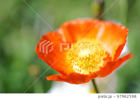 ガーリーなポピー畑　オールドレンズ 97962598