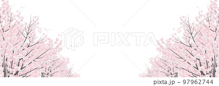 桜の花 花びら飛　白バック背景素材 97962744