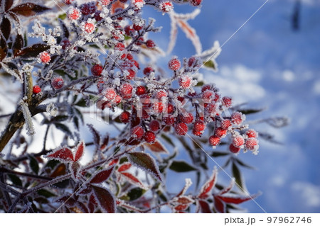 冬の寒い朝 冬の寒い朝 97962746